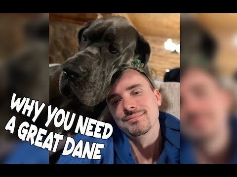 Why You Need a Great Dane