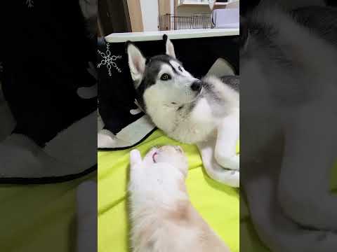 犬に噛みついた猫は100倍返しをうけることに...笑#shots