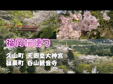 【福岡桜便り】散り始めのソメイヨシノ　川面に浮かぶ花筏　見頃を迎えたピンクの八重咲枝垂れ桜　吞山観音寺