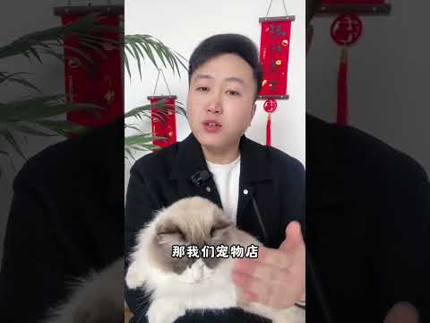 为什么养猫的人，大多都会后悔。养猫经验分享 科学养宠攻略 养猫人 猫咪发情怎么安抚 新手养猫