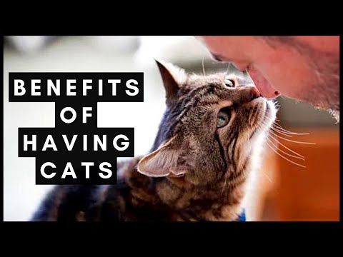 Psychological benefits of having cats