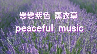 #心靈音樂  夏日放鬆音樂|紫色浪漫|陽光的薰衣草 |記憶中的薰衣草香| 4K #真愛值得等待   |輕柔的音樂，帶給你平靜與喜悅 #放鬆音樂  #peacefulmusic