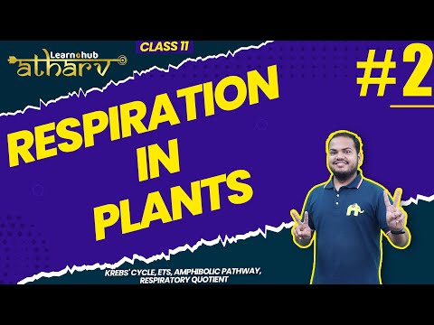 Respiration in Plants Class 11 Biology NCERT Chapter 11 #2 | Krebs' Cycle, ETS, RQ | Atharv Batch