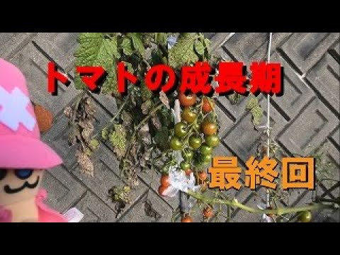 トマトの成長期（第25週目）