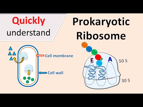 Prokaryotic Ribosomes | 70S Ribosomes