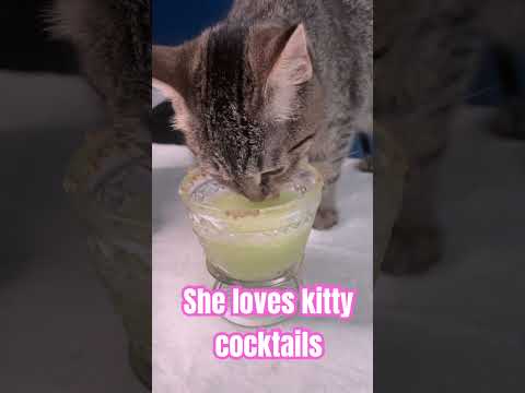 Paw-sitively Purr-fect Cat-Themed Cocktails