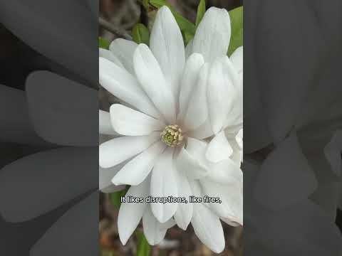 Star Magnolia