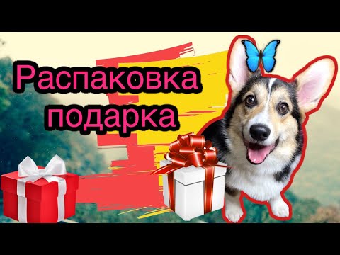 Корги Луночка булочка подарила мне АЙФОН??? | Корги Луна из ТИК ТОК #shorts