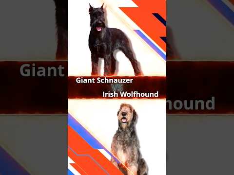 Giant Schnauzer vs. Irish Wolfhound: The Ultimate Canine Duel! 🔥⚔️ #doglover #shorts