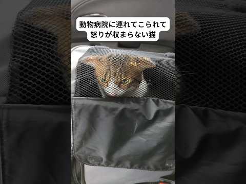 動物病院に連れて来られてどうにも怒りが収まらない猫 #猫 #保護猫 #ねこ #cat #かわいい