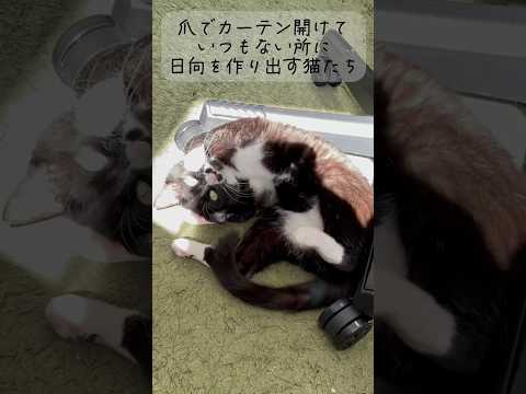 自ら日向を作り出し楽しむ猫たち #shorts #保護猫 #日向ぼっこ