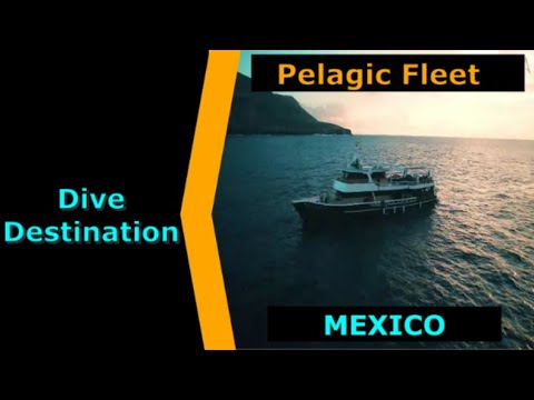 Diving Mexico, Pelagic Fleet, Destination Spotlight for Scuba.Digital The #1 Online Dive Show