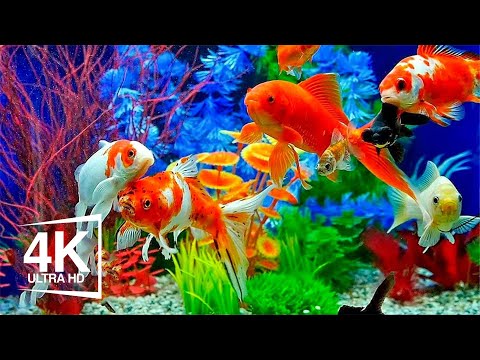 Aquarium 4K VIDEO (ULTRA HD)🐠 Beautiful Relaxing Coral Reef Fish - Relaxing Sleep Meditation Music