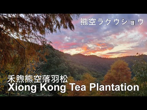 Taiwan Nonglin Xiongkong Tea Garden