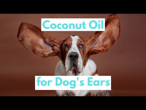 Coconut Oil for Dogs' Ears