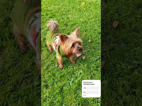 Yorkie Lucy Yorkshire terrier likes to get messy when playing fetch