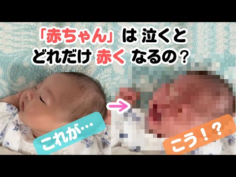 「赤ちゃん」の語源に迫る…？！赤ちゃんってどれだけ赤くなるの？？