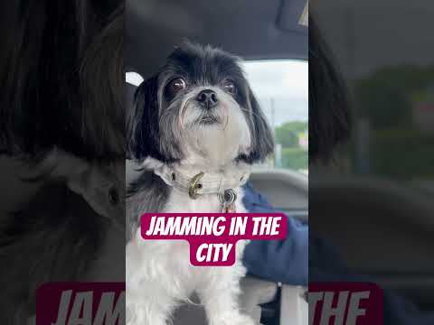 Coco is jamming #shihtzu #dog  #doglover  #dogsofyoutube