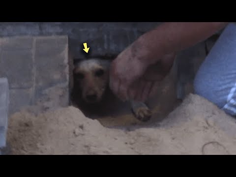 They buried her alive and this man was the only one who dared to save her!