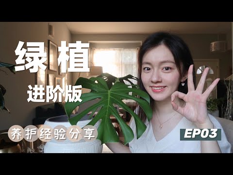 室内绿植新手进阶版养护经验分享  | 换盆 | 水培 |实用工具推荐 | Houseplant care guide and tricks [EP03]