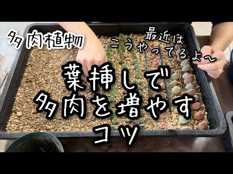 【多肉植物】エケベリアを葉挿しで増やすコツ