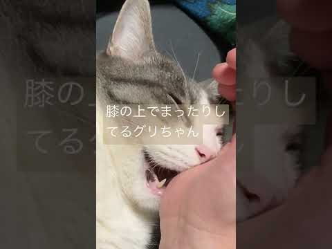 飼い主の手を噛んだままウトウト、、、