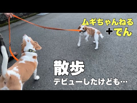 【ビーグル犬】でん散歩デビュー