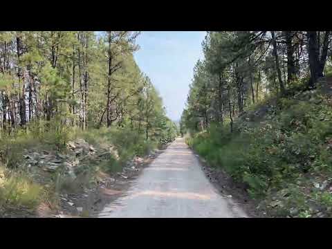 Black Hills Trees