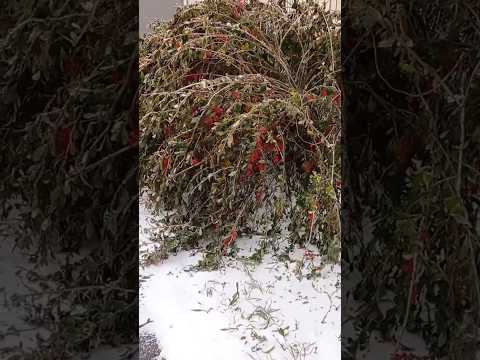 С первым снежком❄💦Гололёд.