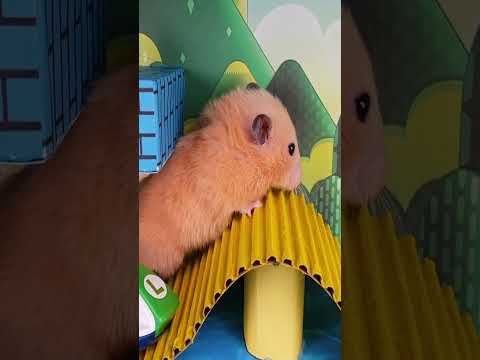 DIY hamster maze #Shorts #cute #hamster