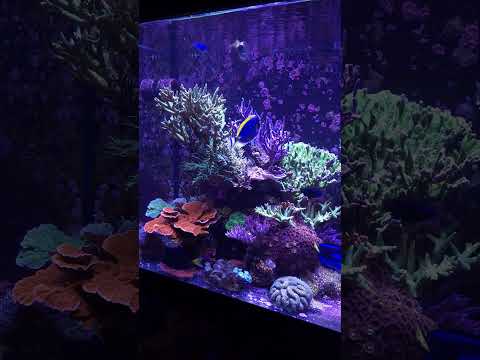 Update on rescue Atlantic Blue Tang