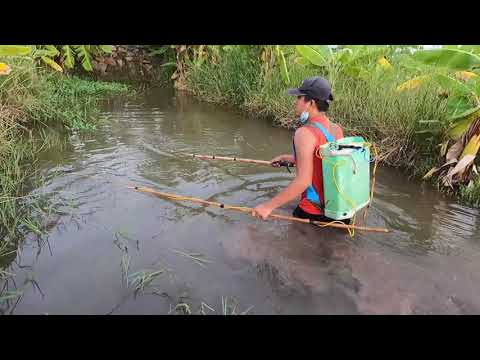 In the rainy season, go to catch snakehead fish, attractive perch.