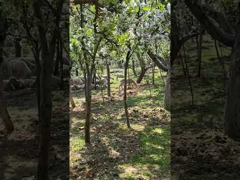 Apple trees laden with blossoms in spring and sheep grazing in Apple Valley, Kashmir!