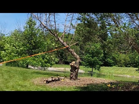 Cutting down a tree for fire wood