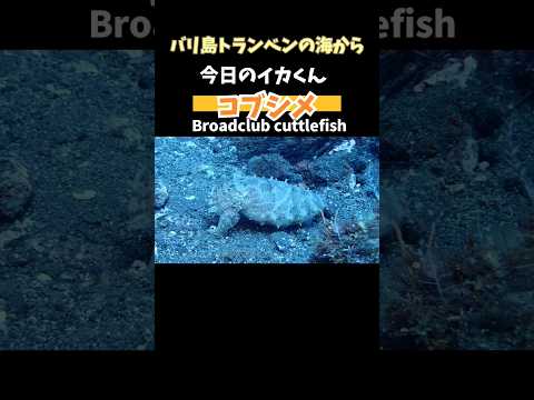 [ #コブシメ ] 泳いでた!! #名前の由来 は? Broadclub #cuttlefish #バリ島ダイビング