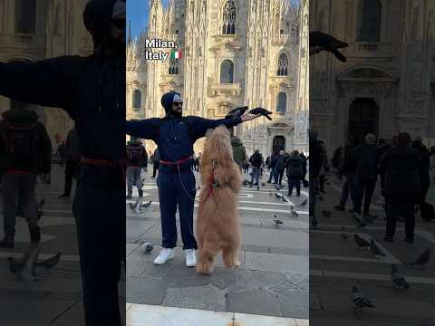 I brought my dog to Europe!! #dogdad #goldendoodle #traveldog