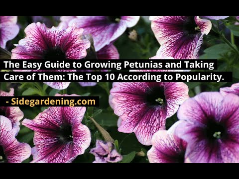 The Easy Guide to Growing Petunias and Taking Care of Them: The Top 10 According to Popularity.