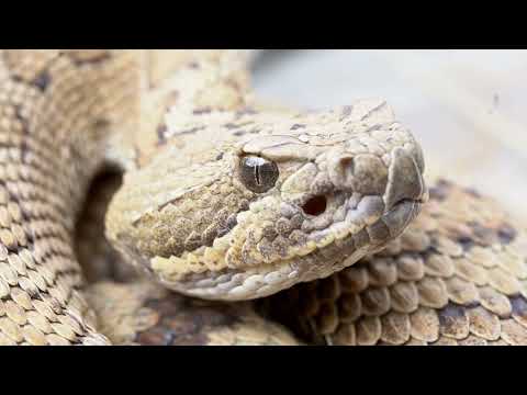 Why you shouldn't be afraid of Rattlesnakes