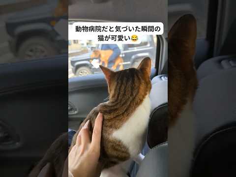 【総再生数1000万超!!】動物病院だと気づいた瞬間の猫が可愛くてバズりました🐱#猫 #動物病院 #かわいい #犬 #セカンドバッグ