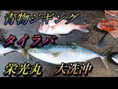 【ジギング・タイラバ】青物ジギングとタイラバで多彩な魚達が姿を見せる！！大洗沖、栄光丸！