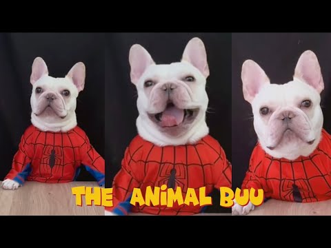 The Animal Buu Compilation | the most Fuuny collection281 #comedy #reaction #funny