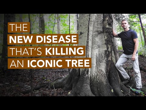 The New Disease That's Killing An Iconic Tree