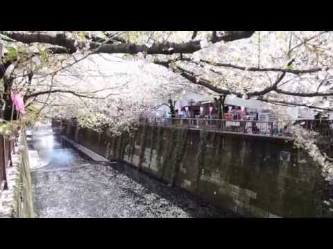 2014東京目黑川飄落櫻花雪