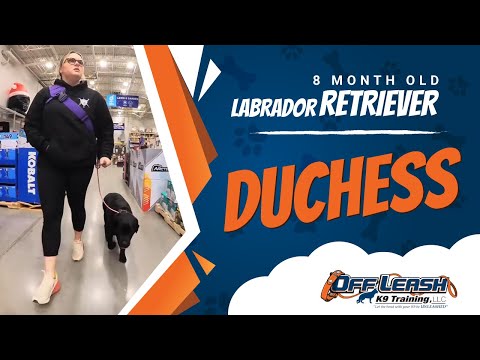 Labrador Retriever , 8 Month Old, Duchess | Two Week BNT| Best Dog Trainers Northern VA |  OLK9