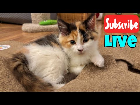 Updates on Pudding - Caturday Live Stream