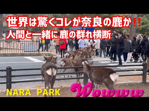 世界は驚くコレが奈良の鹿か‼️人間と一緒に鹿の群れ横断🫎奈良公園