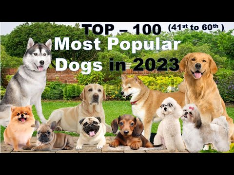 Top 100 Most Popular Dogs in the Philippines, Rank 41st to 60th., Part 3 of 5