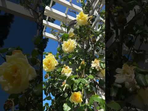 Rose Garden at Peak Bloom