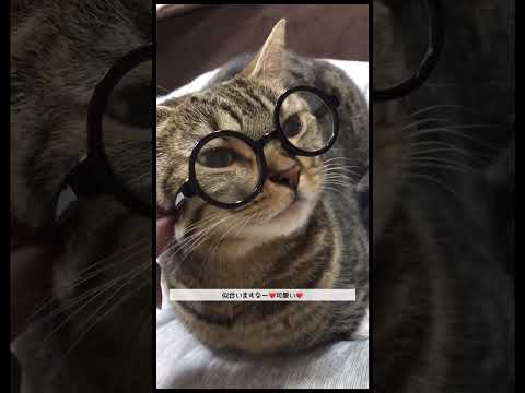 【メガネ猫】seriaメガネ