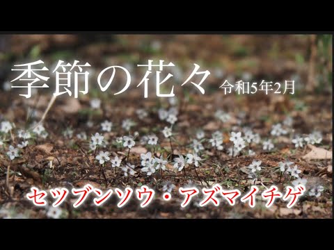 【季節の花々】2月　春の花探し　節分草・アズマイチゲ・カタクリ発芽